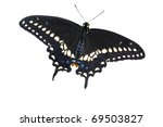 Eastern Black Swallowtail...