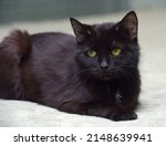 An Elderly Old Black Cat Lies...