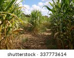 Corn Maze Fork In The Path