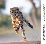 Small photo of A young cheetah running