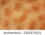 Orange Cat Hair  Full Frame...