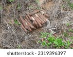 Volgograd, Gorodishchensky district, Russia. German ammunition from World War II, spring, random find in the steppe at the battlefield during the Battle of Stalingrad.
