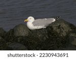 An European Herring Gull...