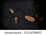 Small photo of Chihuahua Wild life nature, insect of water swimming trow leafs