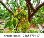 Close up of Carambola star fruit and flowers on tree, Averrhoa carambola still green