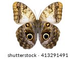 Giant Owl Butterfly   Caligo...