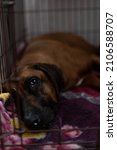 Small photo of A dog in a cage. Portrait of a red dog lying in a cage. Plaintive eyes of the dog