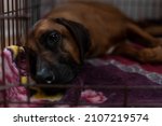 Small photo of A dog in a cage. Portrait of a red dog lying in a cage. Plaintive eyes of the dog