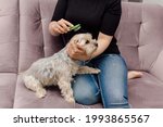 Young woman in jeans and black T-shirt sits on pink sofa and combs Yorkshire Terrier dog. Home life. Beauty and health. Pet care. Grooming.
