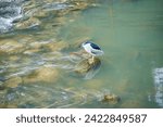 Small photo of Elegant night heron standing gracefully on a submerged rock in a clear, flowing stream, showcasing the peaceful coexistence of wildlife and water