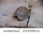 Ornate Box Turtle Animal  Box...
