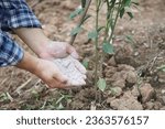 Small photo of Close up gardener hand holds ash powder to fertilize plants in garden.Concept, organic gardening. Ashes can get rid of insects, pests of plants, improve soil.