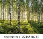 Golden light in the birch forest