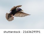 Adult starling in flight wings...