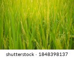 Flower Fresh Green Rice Fields...