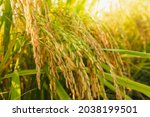 Small photo of Ear of rice. Close-up to thai rice seeds in ear of paddy. Beautiful golden rice field and ear of rice.