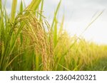 Small photo of Close-up to rice seeds in ear of paddy. Golden ear of rice growing in autumn paddy field, Paddy rice with rice plant background.