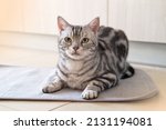 Small photo of American shorthair male cat tabby classic silver color is looking and lying on the tile floor and doormat, Wooden cabinet backdrop with copy space, Pet and Built in furniture modern minimal style.