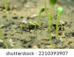 Small photo of Watermelon seed germinates easily and quickly, within a few days. Watermelon plants outgrow the seedling stage very quickly and they don't like transplanting.
