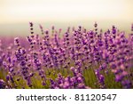 Purple Lavender Flowers In The...