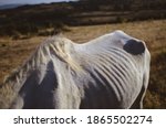 White horse in spanish field