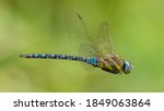 Dragonfly migrant hawker ...