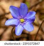 Small photo of violet flower of common hepatica aka liverwort, kidneywort or pennywort (Anemone hepatica)