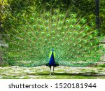 Peacock. Beautiful peacock. Peacock showing its tail