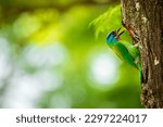 Small photo of Beautiful Taiwan barbet (psilopogon nuchalis) nests in Peck Tree Hole, Daan Forest Park, Taipei city, Taiwan