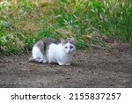 Small photo of homeless cat with white fur with gray spots is resting. the animal looks at the photographer warily. animal protection concept