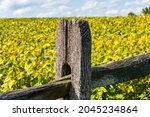 A wooden fence post next to a soybean field on the Antietam National Battlefield in Sharpsburg, Maryland, USA on a sunny summer day