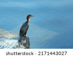 Small photo of Juvenile Double-crested Cormorant at Wachusett Reservoir at early summer morning. West Boylston, Massachusetts. Double-crested Cormorants are large waterbirds with small heads on long, kinked necks.