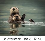 Sea otters in kodiak alaska