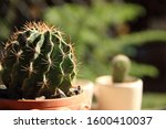 A cute green cactus in the foreground and a small cactus. In the cup at the background.Cute little green cactus.