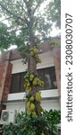 Small photo of DHAKA, BANGLADESH - 22-MAY-2023: There are many jackfruits in the tree. Raw jackals on the tree. Jackal tree in the village.
