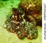 Playful southern octopus (octopus Australis) cephalopod moves across sandy ocean floor