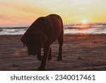 Small photo of Loyal Companion's Homeward Stride - Against the backdrop of a breathtaking sunset over the tranquil sea, a graceful chocolate-colored Labrador retraces its steps along the sandy shore, heading towards