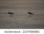 Small photo of oyster catcher ( also known as eursian oyster catcher) on sandy beach