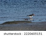 Small photo of oyster catcher (also known as eurasian oyster catcher) feeding at low tide on sandy beach