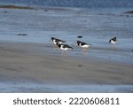 Small photo of oyster catchers (also known as eurasian oyster catcher) feeding at low tide on sandy beach