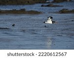 Small photo of oyster catcher (also known as eurasian oyster catcher) in its winter plumage flies over the sea