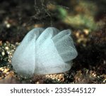 Small photo of egg rosette of the rare sea slug known as a highland dancer. Each rosette is estimated to contain one million eggs