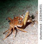 Small photo of a pair of harbour crabs (also known as sandy swimming crabs) tear apart and eat a razor shell (also known as razor fish, razor clam or spoot)