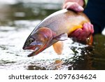 Small photo of A Yellowstone Cutthroat trout being released after being caught while fly fishing