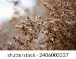 Small photo of A closer look at a russian thistle, dried out in early winter in Alberta, Canada.