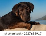 Small photo of Cute black Puppy, one of the thousands of street dogs in Turkey has a red ear tag to indicate its been neutered, TNR, Trap, Neuter, Return is recognized by animal welfare charities around the world