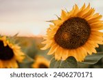 Bright Sunflower Flower: Close-up of a sunflower in full bloom, creating a natural abstract background. Summer time. Field of sunflowers in the warm light of the setting sun. Helianthus annuus.