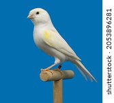 White and yellow canary bird...