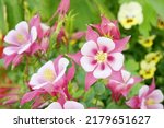 Small photo of Red Columbine Flowers (Aquilegia) in the garden. Columbine (Aquilegia spp.) blooms are said to resemble jester's cap. A kind of spring flower and have many colors.