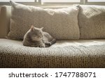 grey cat short hair sleeping on ... | Shutterstock . vector #1747788071